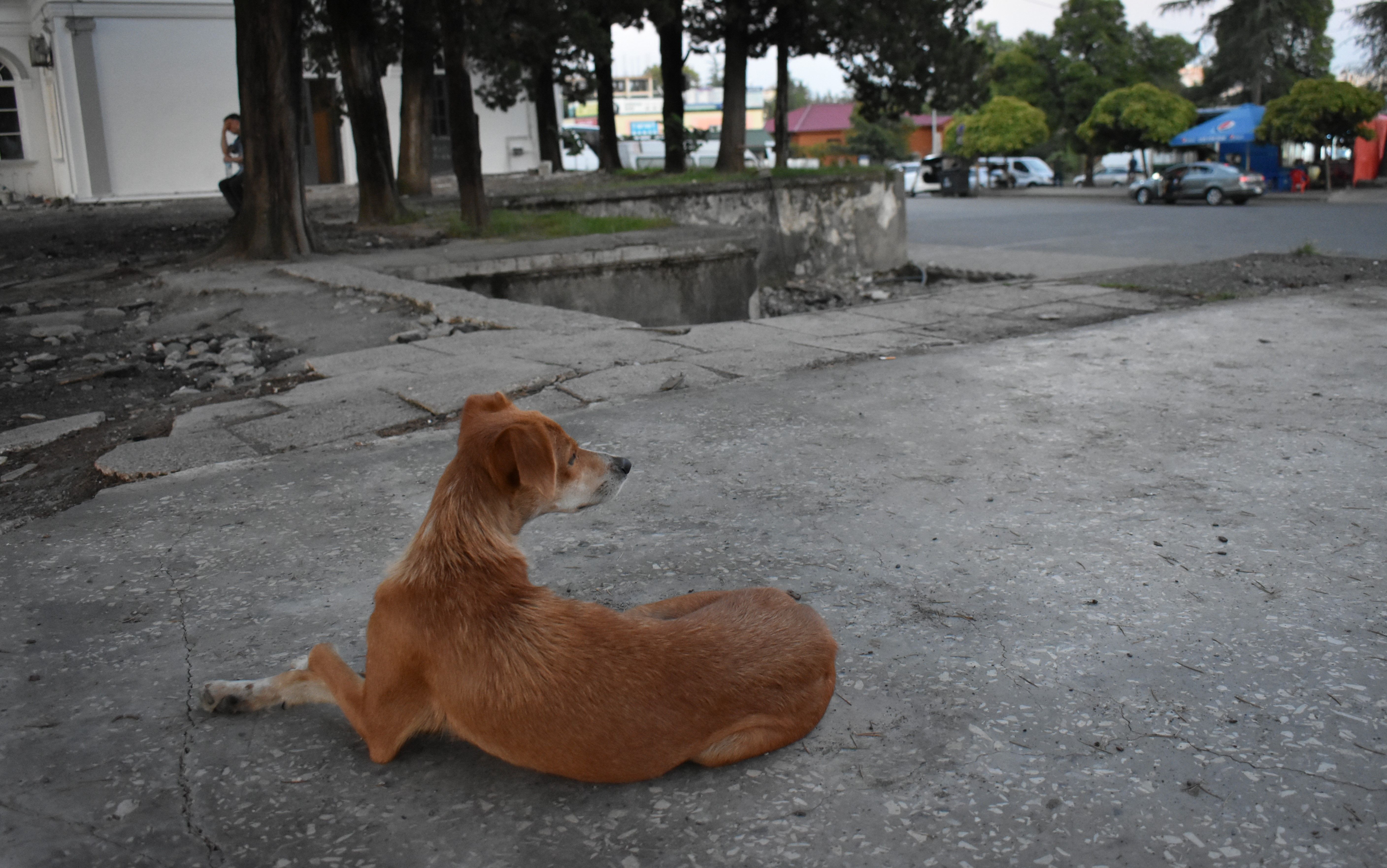 A stray dog on the main train platform in Zugdidi, sitting with the reporter after following from the city center. Image by Kaitlyn Johnson. Georgia, 2019.