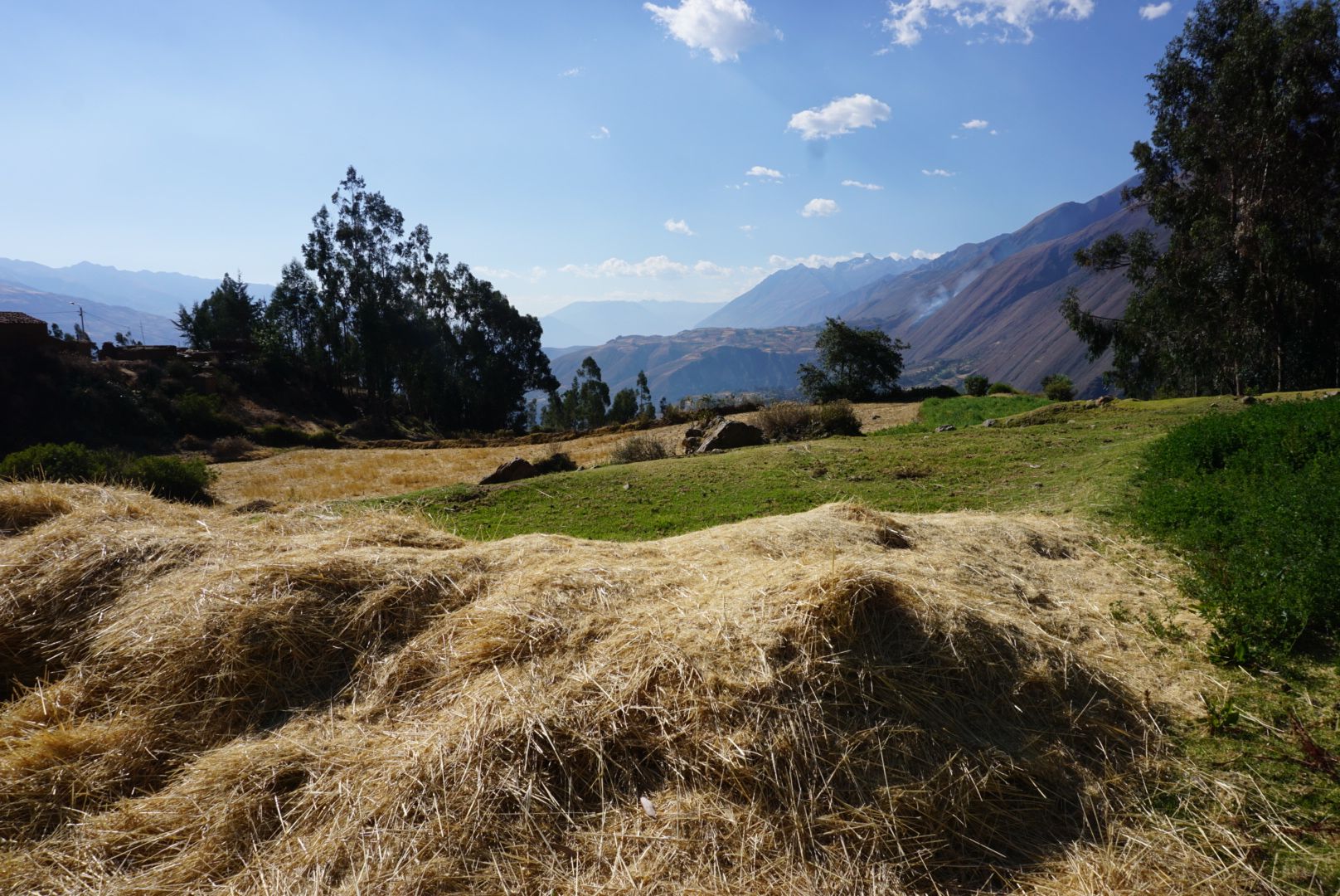 A pile of trigo, or wheat, on the Oros property. Image by Audrey Fromson. Peru, 2019.