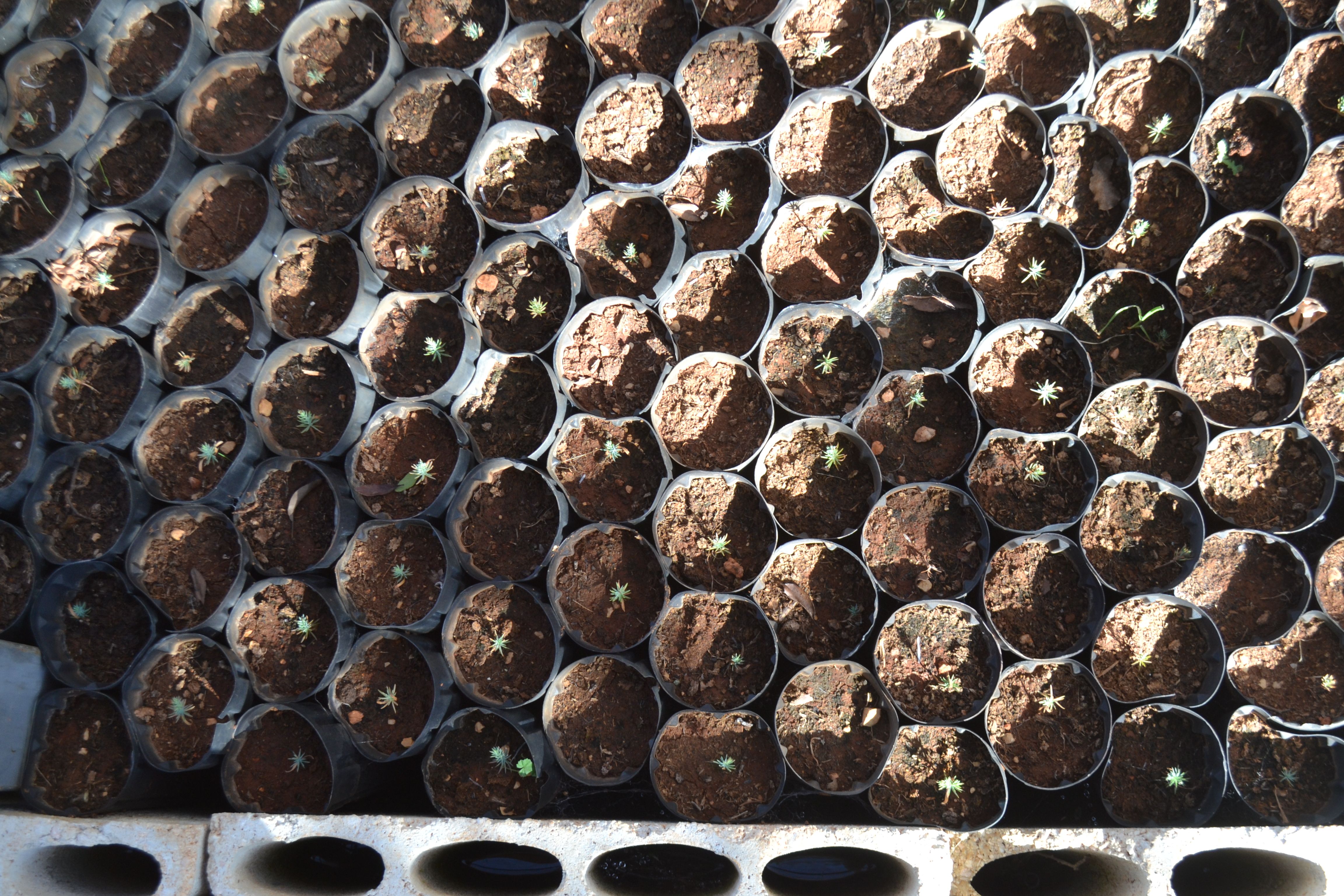 Two to three-month-old seedlings in the nursery, where they grow for four years before being planted. Image by Catherine Cartier. Lebanon, 2019.
