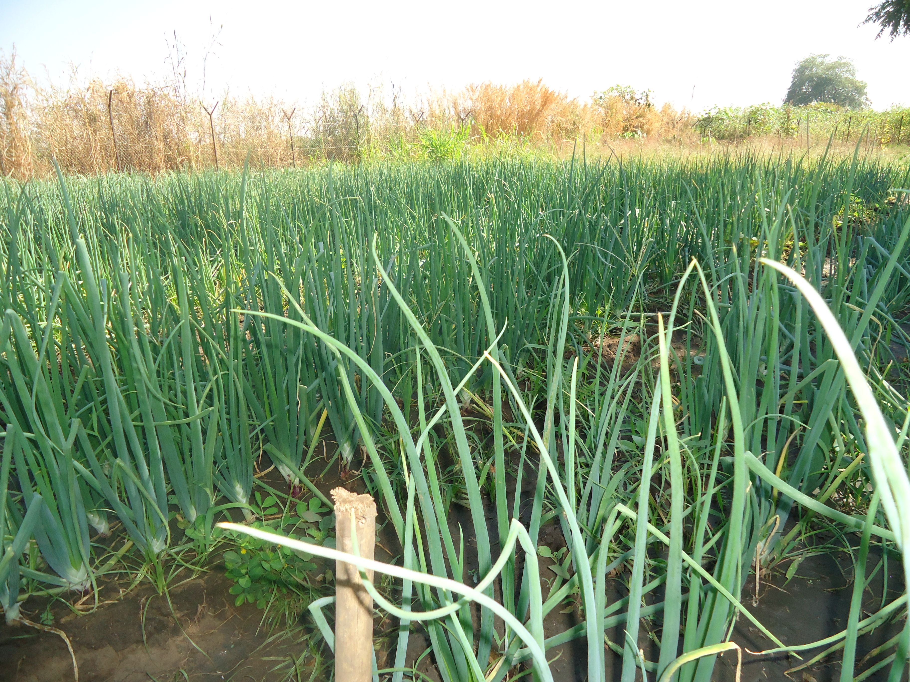 A plot of onions at the Green Horizon farm in Jebel Ladu, South Sudan. Image by Annika McGinnis. South Sudan, 2019.