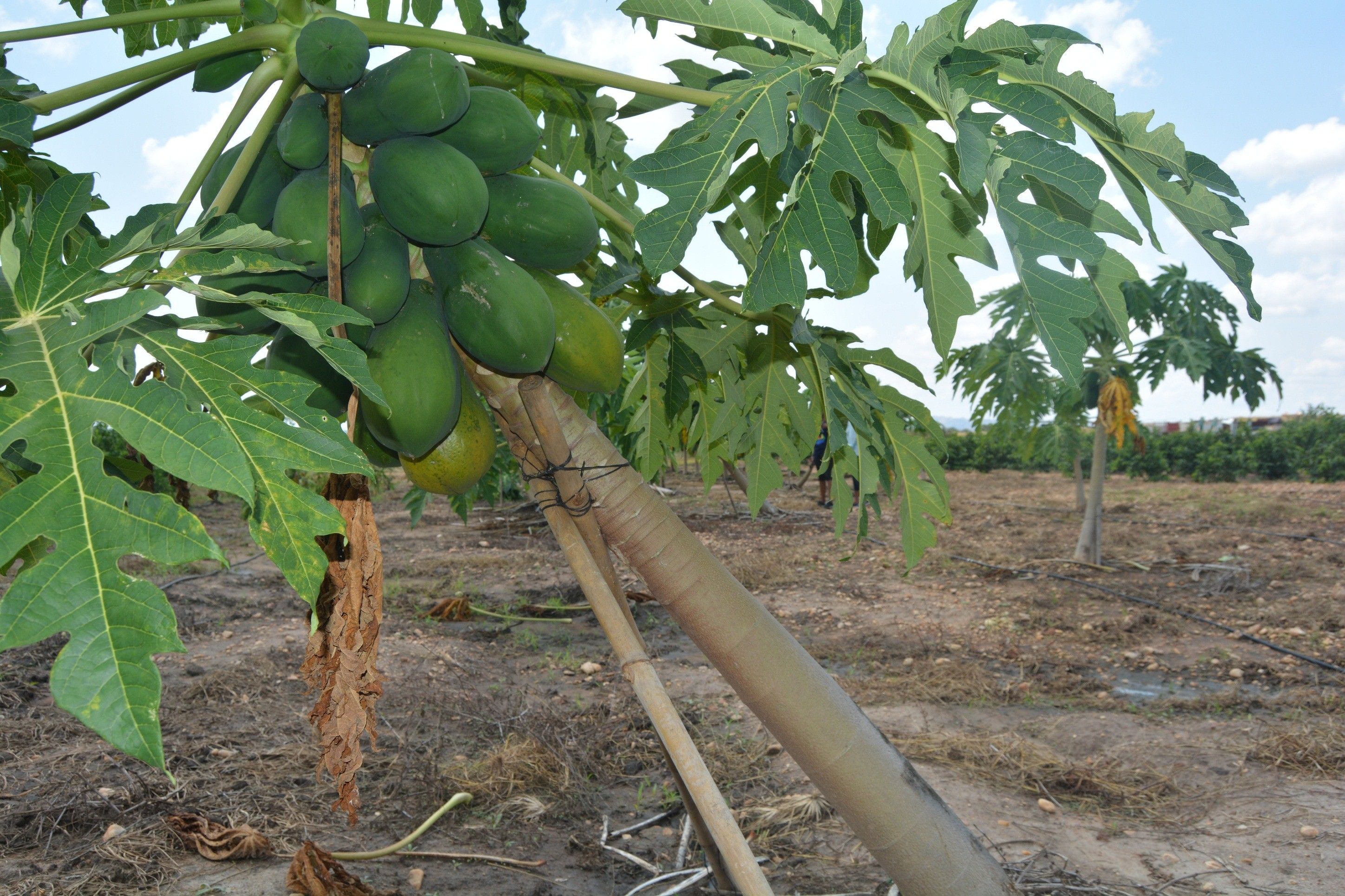 Papaya plants at the Green Horizon farm. Image by Annika McGinnis. South Sudan, 2019.