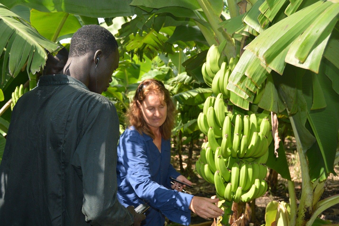 Banana plants on the Israeli-run Green Horizon farm. Image by Annika McGinnis. South Sudan, 2019.