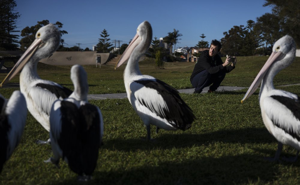 Sam Ware, 22, takes photos of pelicans while out on a morning walk from the hostel where he is staying at The Entrance, Central Coast, Australia, Thursday, July 25, 2019. Sam was 19 when his opioid addiction began, a good kid with a good job as a factory machine operator. He loved photography and walking in the woods. He had little interest in drinking and none in drugs. Image courtesy of David Goldman. Australia, 2019.