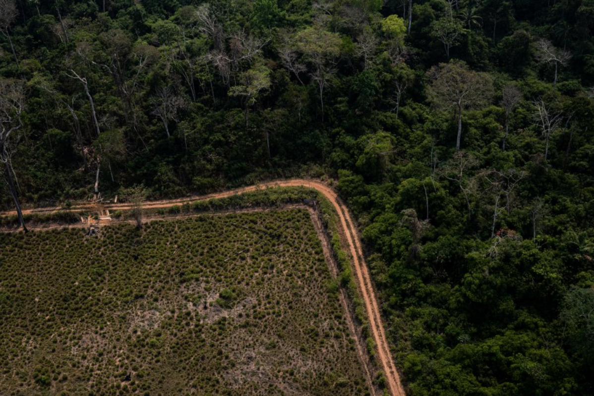 The contrast between a cattle ranch and virgin forest area in Acre. Image by Marcio Pimenta. Brazil, 2019.