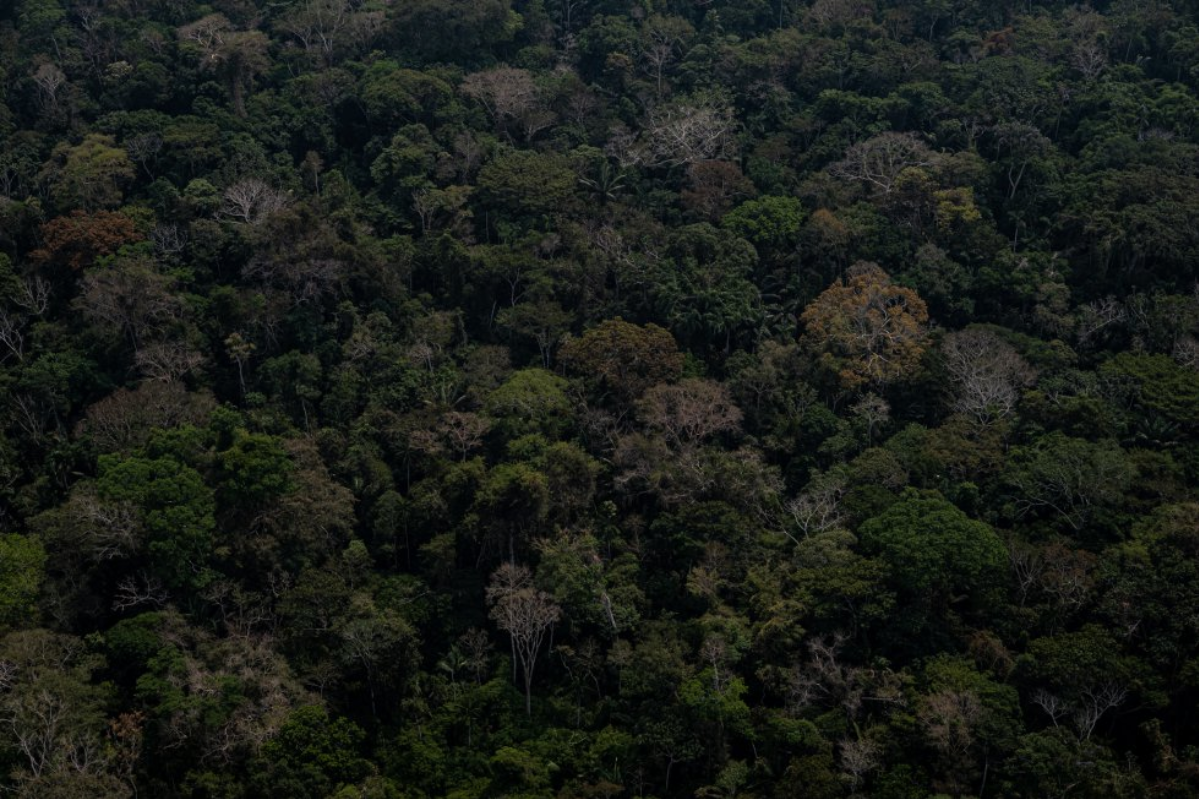 Preserved area of ​​the Amazon in Acre. Image by Marcio Pimenta. Brazil, 2019.