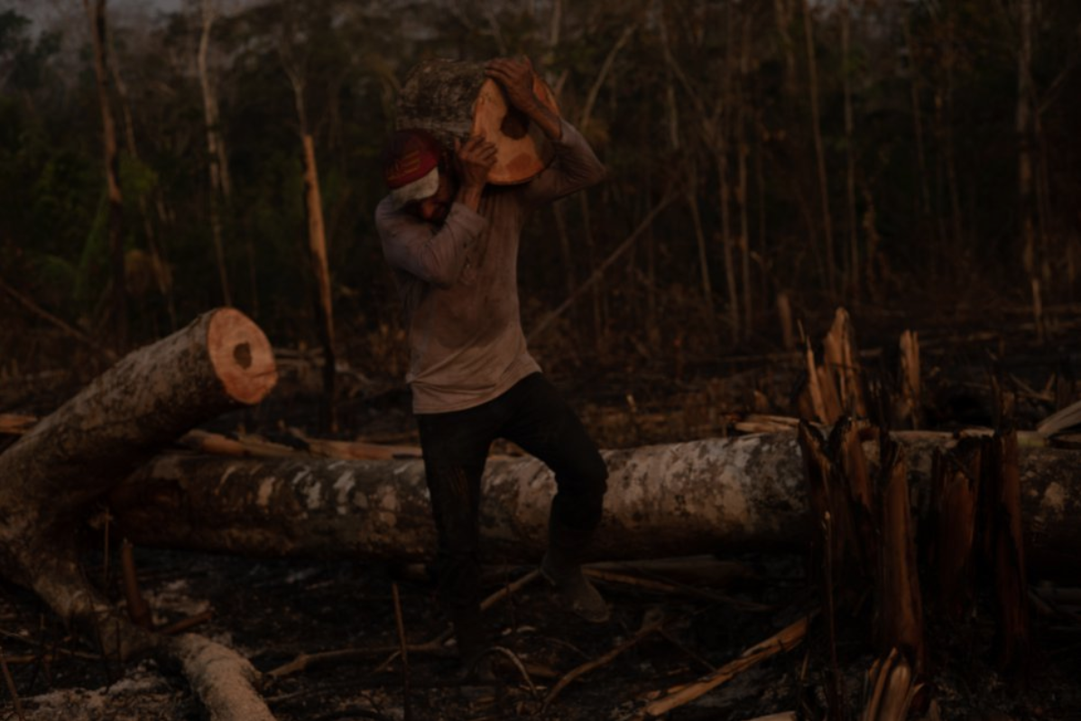 After the fires, people take advantage of the harvesting of the firewood near their homes in Bujari, Acre. Image by Marcio Pimenta. Brazil, 2019.