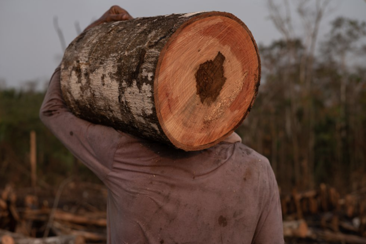A squatter takes a small cut of wood from a tree felled by a fire in Bujari, Acre. Image by Marcio Pimenta. Brazil, 2019.