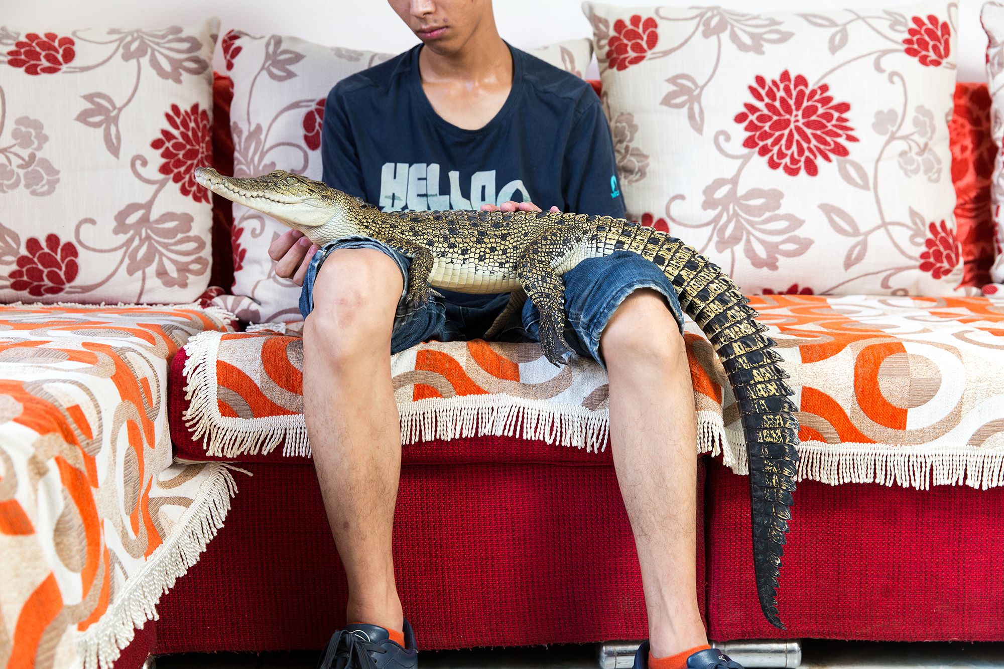 Shao Jian Feng, 26, holds a Saltwater Crocodile (Crocodylus porosus) in his home on the outskirts of Beijing. This juvenile is only two and half years old, but when fully grown can reach up to six metres, making it the largest reptile in the world. It's just one of five crocodilians he owns, along with two other large snakes. "There are twenty three crocodilian species in the world. We hope to collect all of them", he boasts. A Saltwater Crocodile can retail for up to 9000RMB (US$1500). In the wild, they can be found mainly in South East Asia and Northern Australia. Image by Sean Gallagher. China, 2017. 