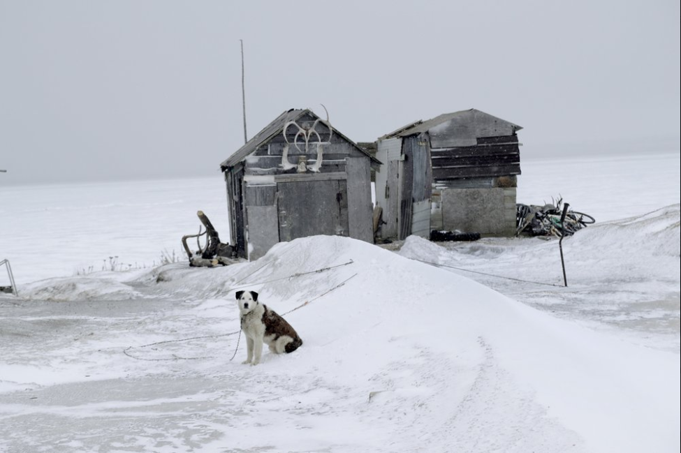 In this Feb. 18, 2019, photo, a dog sits outside a fish drying shed in the Native Village of St. Michael, Alaska. According to a list released in 2018 by Jesuits West, seven priests and one lay person were credibly accused of sexually abusing children in this town of 400 people between 1949 and 1986. Image by Wong Maye-E. United States, 2019.