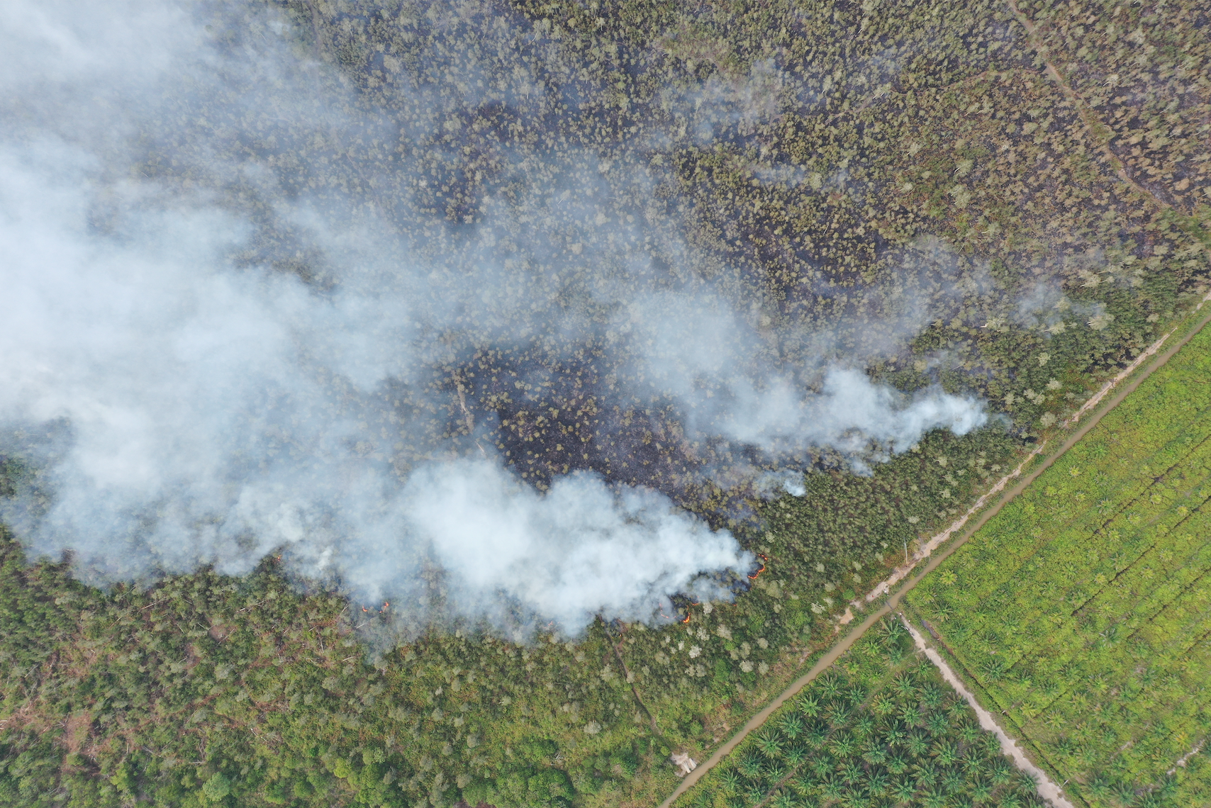 Forest and peat fires typically take place in Sumatra and Borneo, and are often linked to slash-and-burn practices to clear areas for palm cultivation and illegal logging. Image by daus85 / Shutterstock. Indonesia, undated.