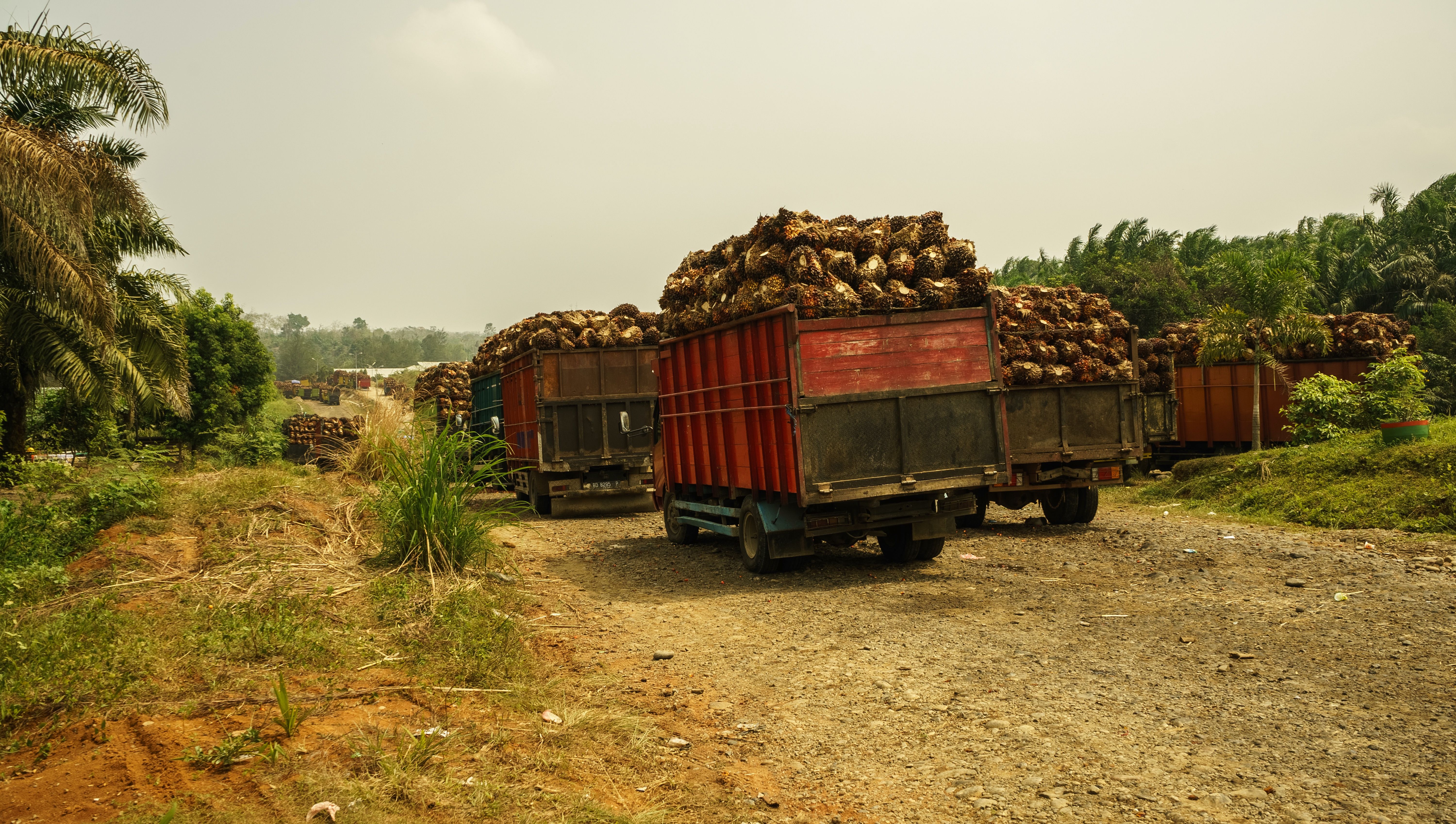 Trucks near a palm oil factory in Bengkulu province, Sumatra, Indonesia. Image by Edgaras Sarkus/Shutterstock. Indonesia, undated.