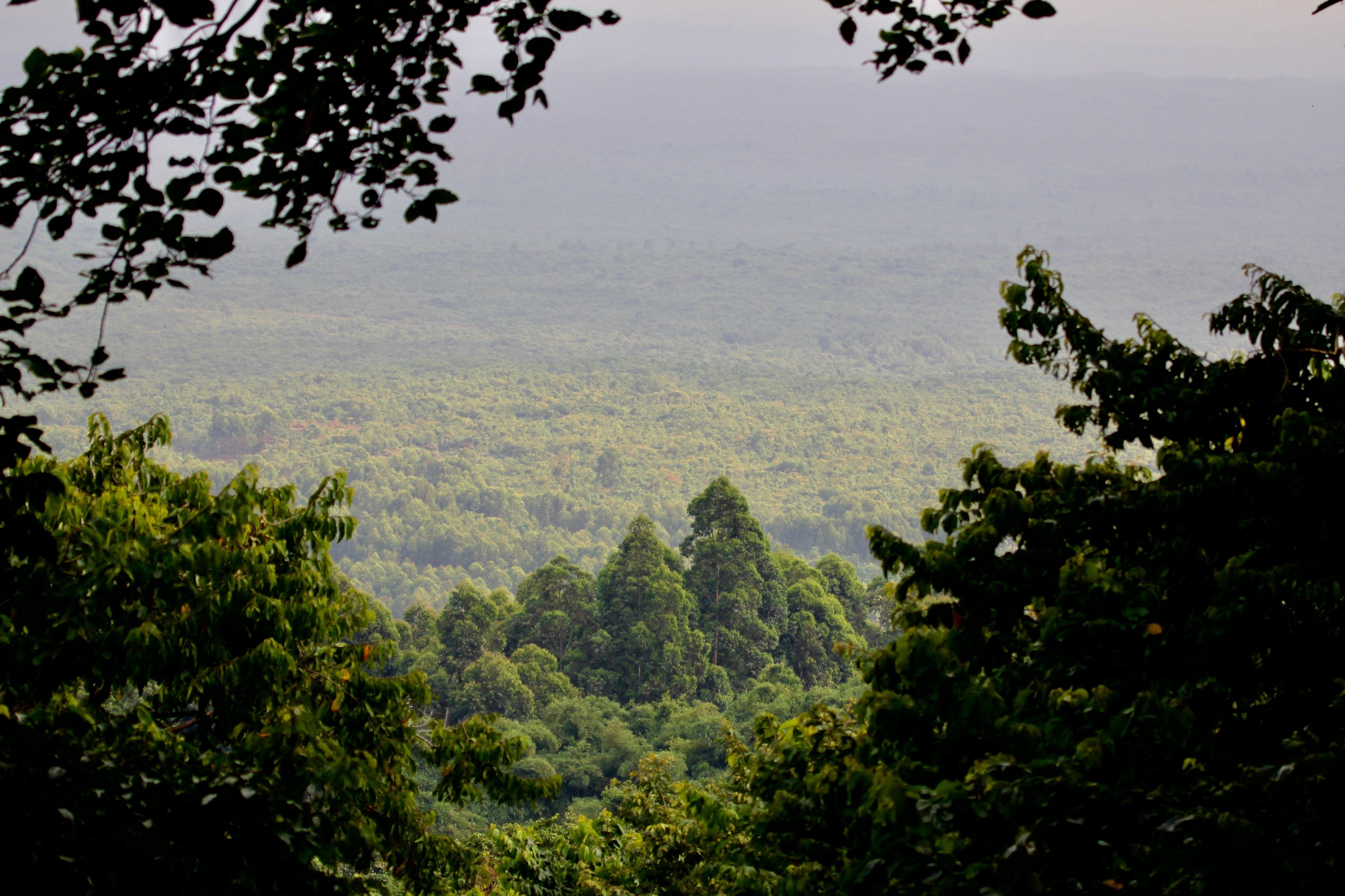 A view of the rainforest in the DRC. Image by Kiki Dohmeier / Shutterstock. Democratic Republic of the Congo, undated.