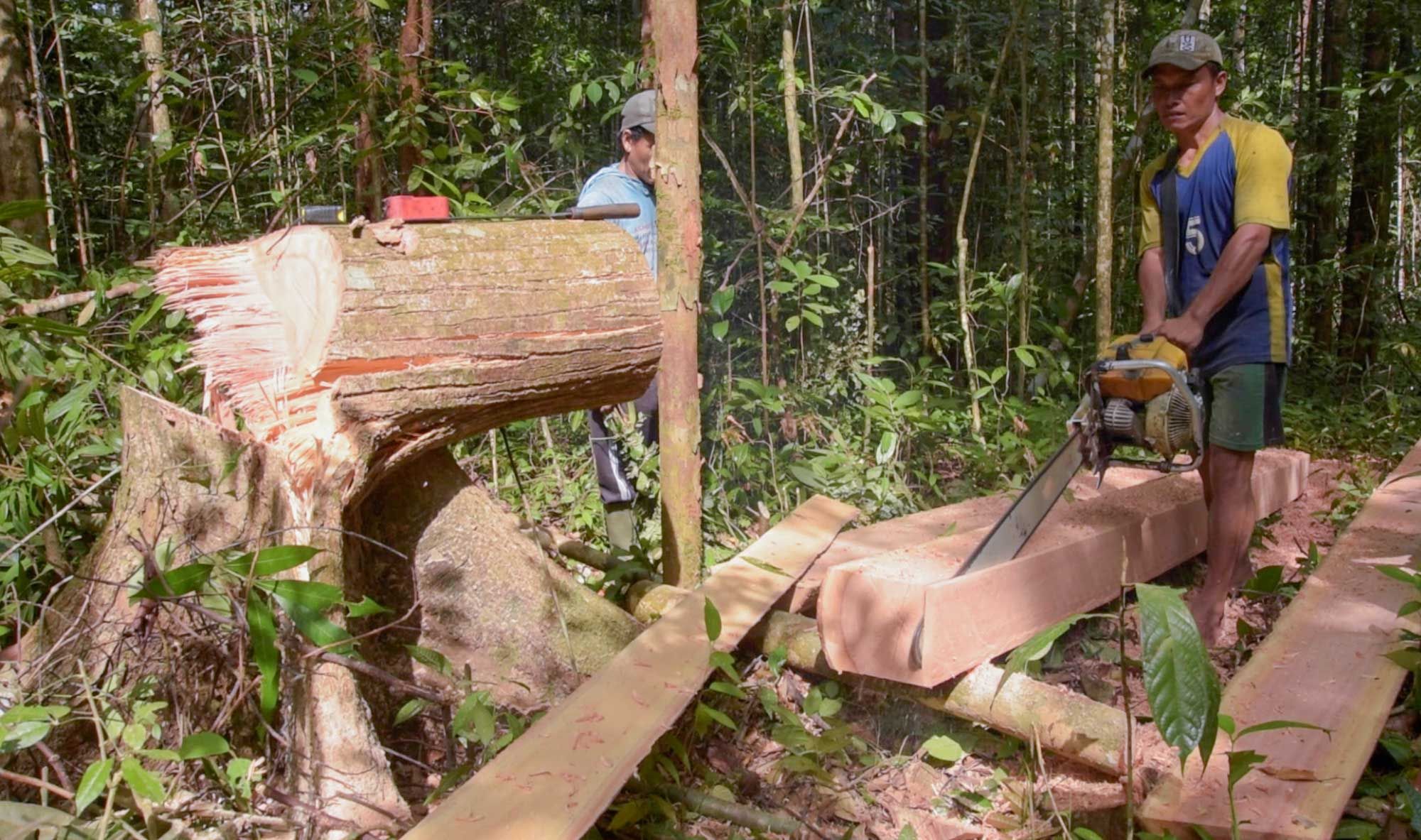 Not all logging operations obtain the proper permits. These men, who are cutting wood to rebuild their aging home, have selectively chosen only a few trees.