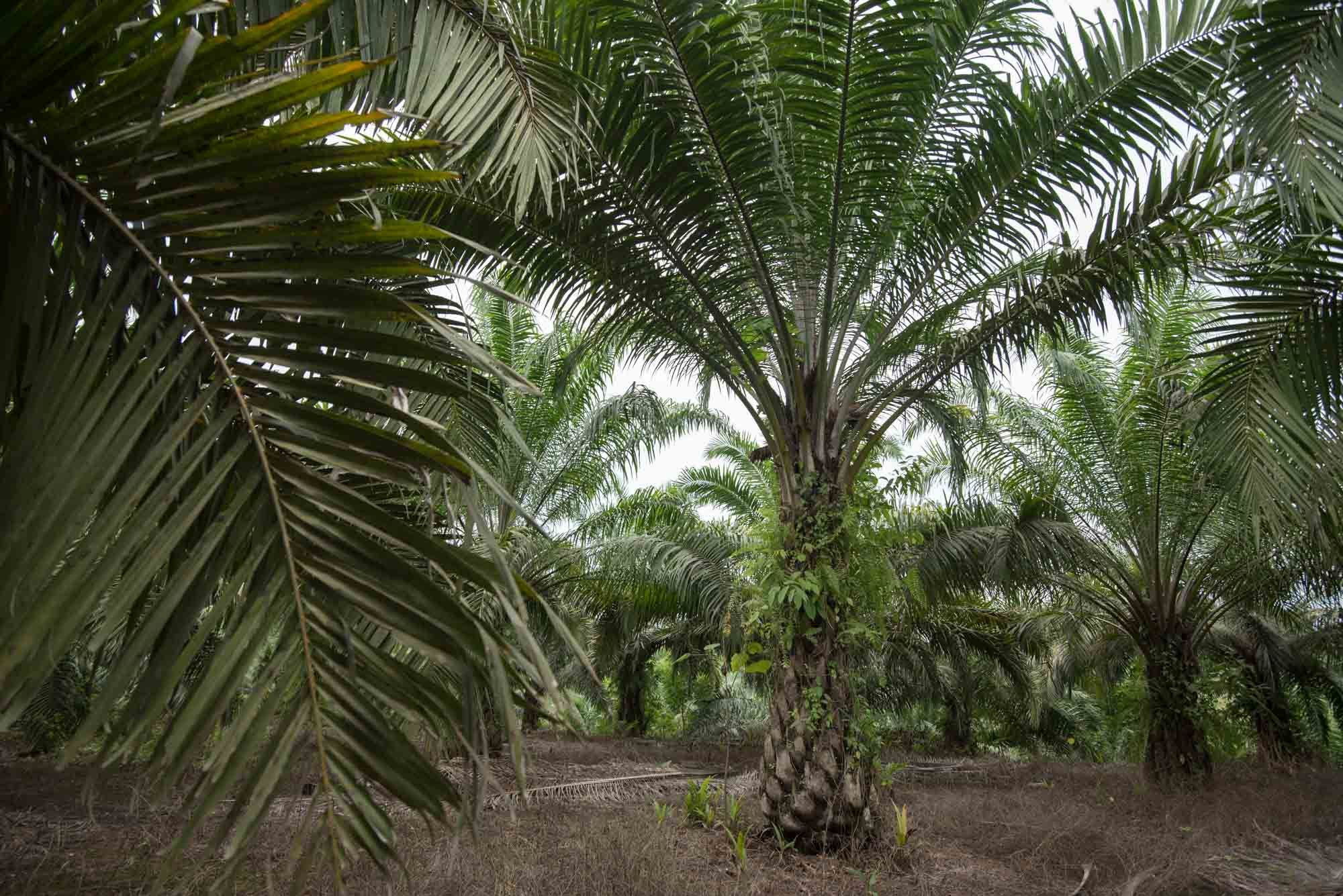 A grove of mature oil palm trees (Elaeis guineensis) on a plantation in East Kalimantan. 