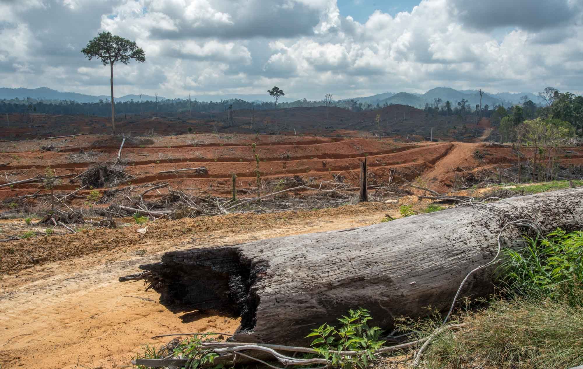 Logging and palm oil production are practiced side-by-side in the forests of East Kalimantan. 