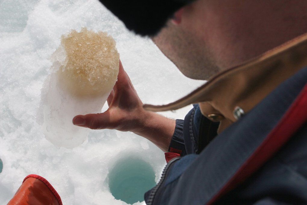 Ice serves as a giant platform for growing the algae that is a key part of the food chain in the Bering Sea, as well as in the Chukchi Sea, where this core was taken. The warming climate means less ice in these northern waters, and less algae (visible here as the brown stain) that feeds the zooplankton that nourish young fish and birds. Image by Steve Ringman. United States, 2019.