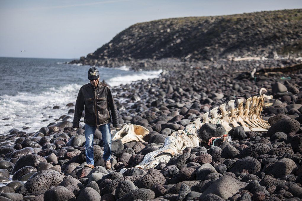 Delbert Pungowiyi heads back from the cliffs, where he and other Savoonga villagers have seen fewer sea birds. He’s walking past the skeleton of a minke whale on a beach that once had much more sand. As winter sea ice has receded, open-water storms increase erosion. Image by Steve Ringman. United States, 2019.