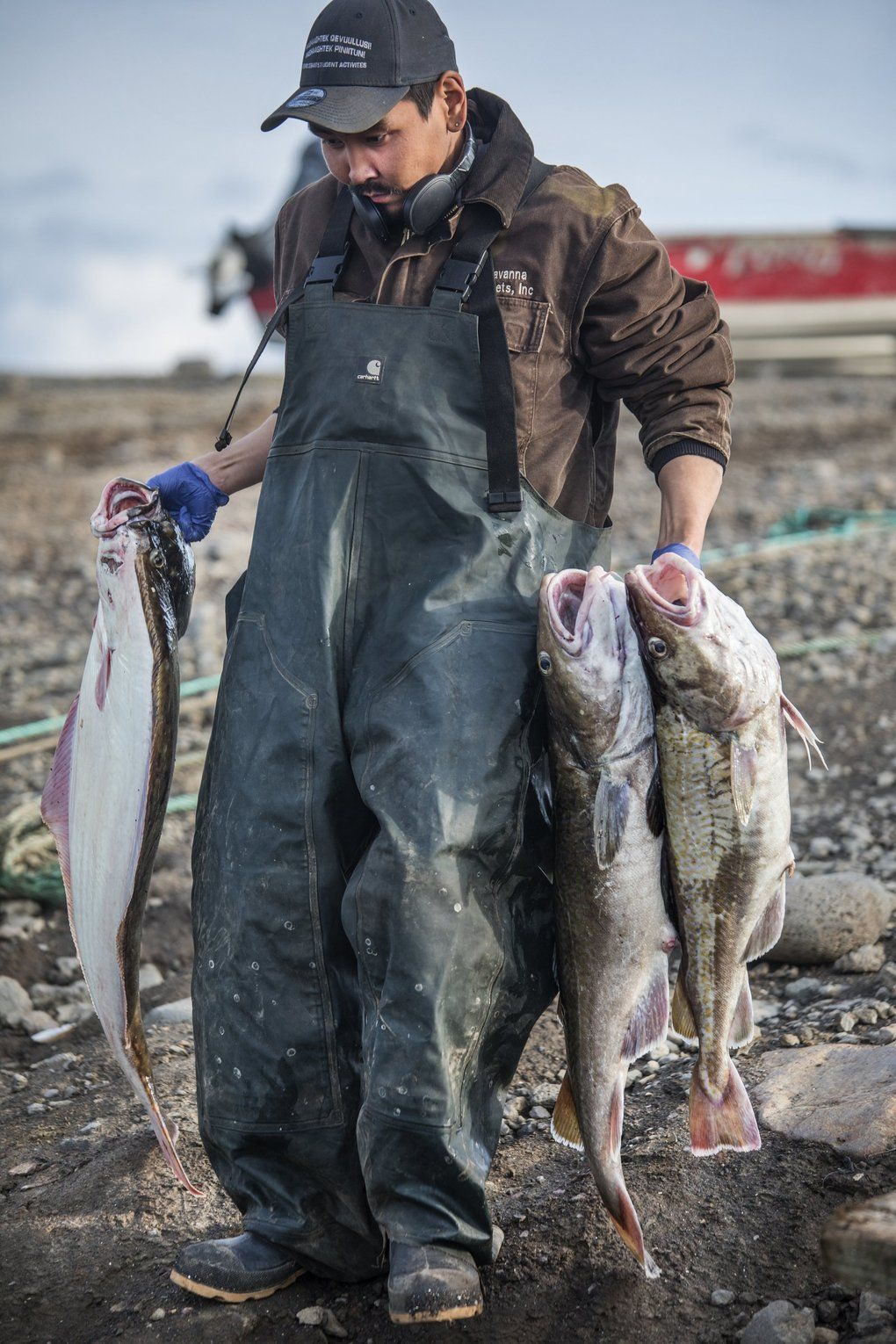 Robin Kogassagoon carries halibut and Pacific cod caught with longline gear during a late August fishing trip out of Savoonga. Halibut are the most valuable catch, but the crew mostly caught cod. Image by Steve Ringman. United States, 2019.