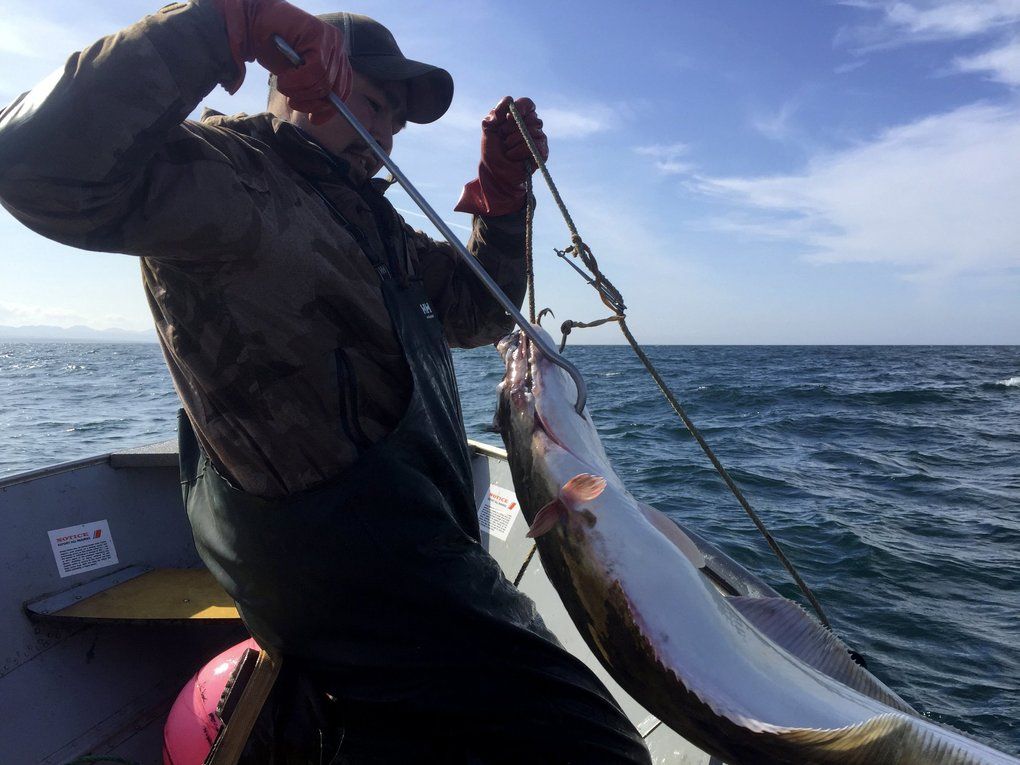 Derek Akeya lands a halibut off the island of Savoonga. Halibut brings more than $5 a pound, and provides a significant source of summer income. Image by Hal Bernton. United States, 2019.