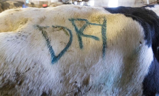 A cow no longer producing milk is marked on Sue and Chuck Spaulding's farm in Shell Lake. Image by Mark Hoffman/The Milwaukee Journal Sentinel. USA, 2019.