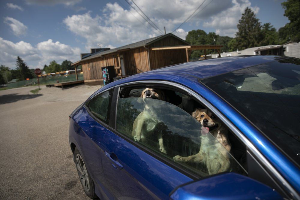 Tarah Nogrady's Pekinese dogs wait in her car while she collects water from a trough in Athens, Ohio, on Sunday, July 26, 2020. Nogrady doubts that the coronavirus is a real threat - it's "maybe a flu-type deal," she says. Image by Maye-E Wong/AP Photo. United States, 2020.
