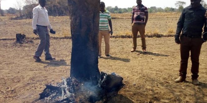 Local community members witnessing a burning tree at the Ulyankhulu Forest Reserve in Urambo District in Tabora Region recently. Photo by Veronica Mapunda. 