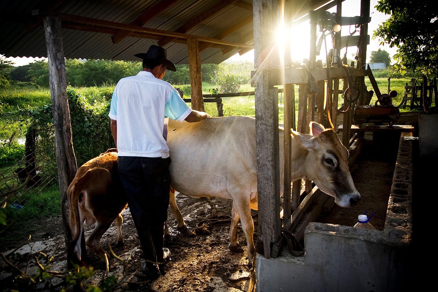“Dairy farming is the best because you get product out of the animal and you don't have to kill it,” said Oral Rayson, who worked on what once was a thriving dairy farm. Competition from imported powder milk has forced Rayson out of business. In Jamaica there is a paradox: Although the country has an abundant supply of fish, fruits and vegetables, its farmers struggle financially. Cheap imported products drive down costs and cut into profits of local food production. Image by Julia Rendleman. Jamaica, 2011.