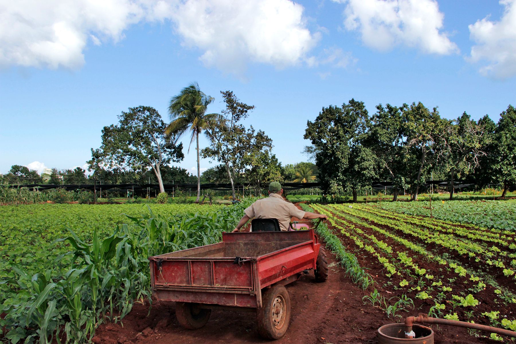 Here, we see a worker driving through a field of alternating crops at Organoponico Vivero Alamar (OVA), an urban, sustainable, organic farm that feeds a significant portion of its surrounding community. On the outskirts of Havana, Cuba, OVA is a model of cooperative urban agriculture, where workers can earn more than a government salary, own part of the farm, benefit from its profits and receive services such as haircuts and meals, all free of charge. Image by Kassondra Cloos. Cuba, 2013.