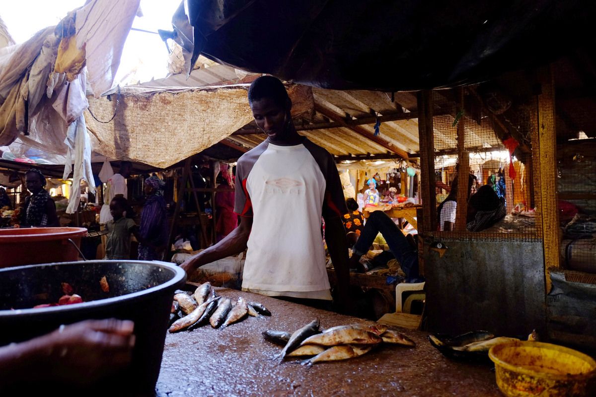 Mohammad Moustafa Ndoye sells fish from his stall in the covered market in Dahra, Senegal. Image by Jill Filipovic. Senegal, 2017.