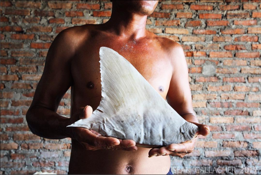 A fisherman holds up a shark fin in a market in the Indonesian capital of Jakarta. According to The Guardian newspaper, “Indonesia catches on average 109,000 tonnes of shark per year, giving it the dubious distinction of being the world’s biggest shark fishery.” Unregulated trade in the fishing industry in this region of the world is pushing many species to the brink of extinction. Science Daily reports, "About half of the world's 1,200 species of sharks and rays are listed as threatened by the International Union for Conservation of Nature (@redlist_of_ecosystems) including 20 that may not be traded internationally . . . . A majority of shark fins and manta ray gills sold around the globe for traditional medicines come from endangered species." Image by Sean Gallagher. Indonesia.