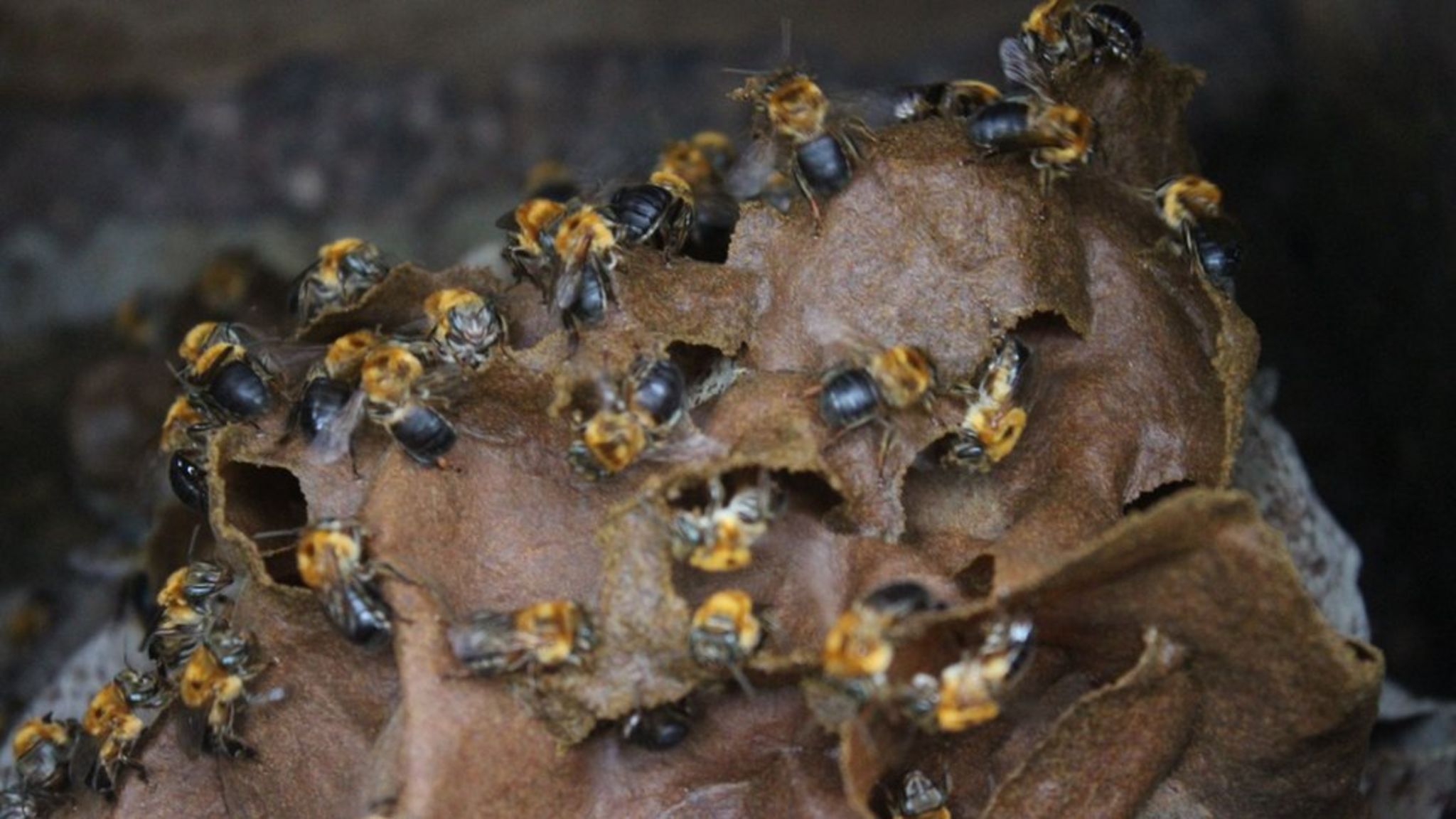 A beehive at the João do Mel honey farm in Belterra, western Pará. Image by Gabriel Siqueira/BBC. Brazil, undated.