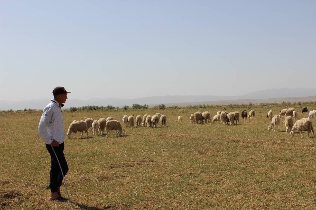 Abdel Hak Ghodbane herds sheep on his family's farm outside Chemora, Algeria, May 22, 2016. Image by Yasmin Bendaas. Algeria, 2016.