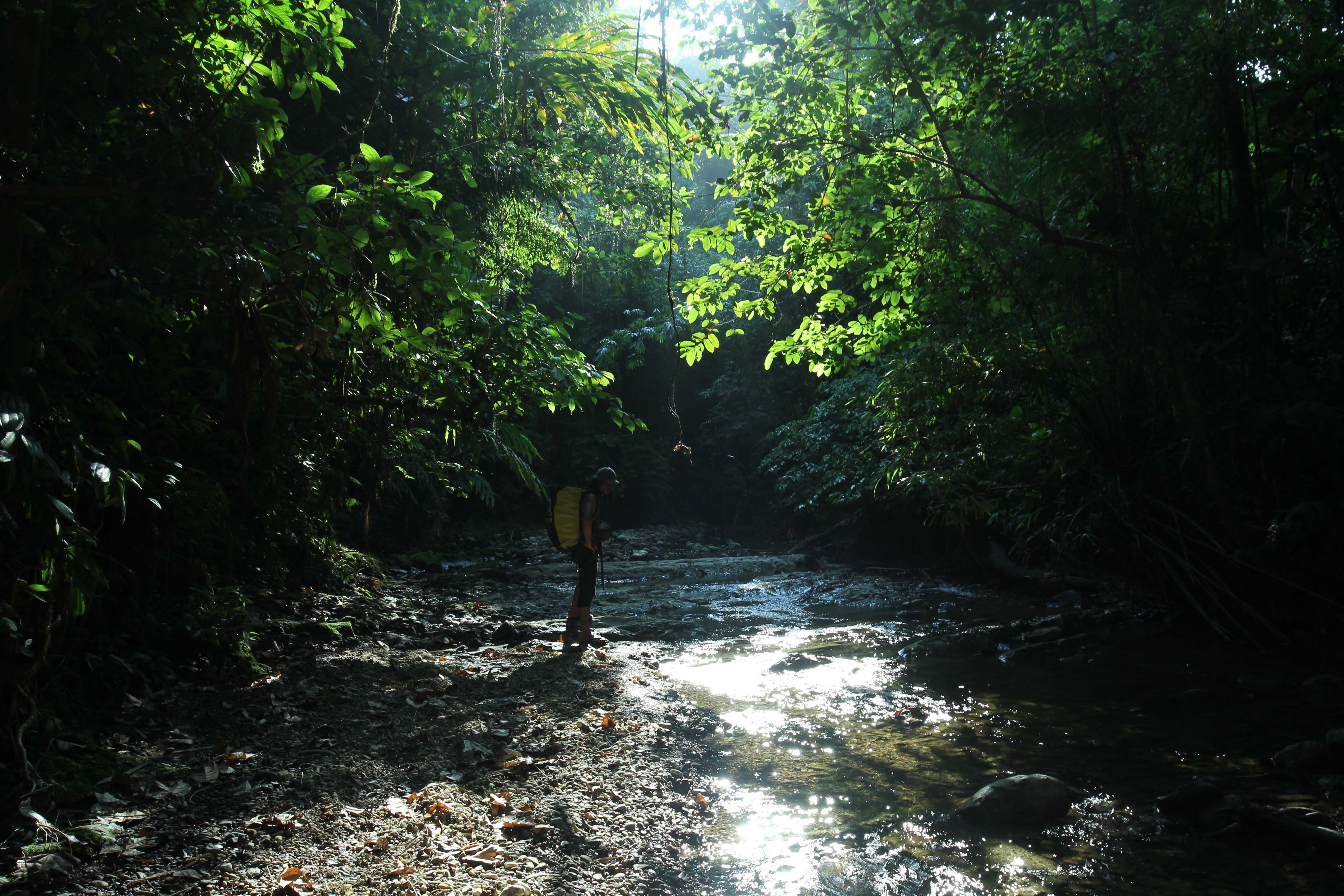 Siberut National Park. Image by Febrianti. Indonesia, 2020.