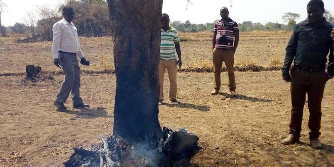 Urambo residents looking at a burning tree at the Ulyankhulu Forest Reserve in Tabora region. Image by Veronica Mapunda. Tanzania, 2020.