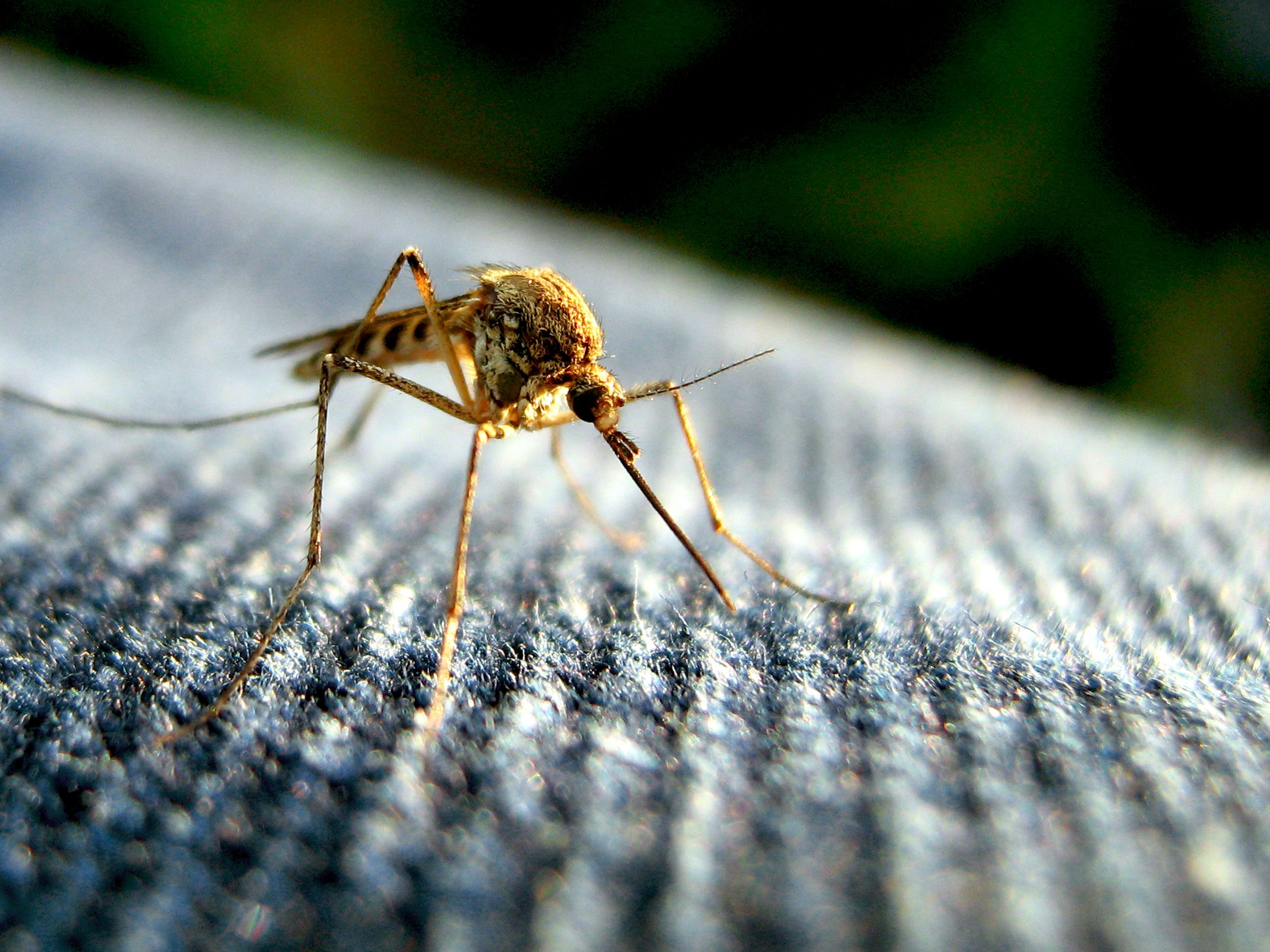 The debate over whether or not to test genetically-modified mosquitoes has reached a fever pitch in Key West. Image by Tom/Flickr. 2010.