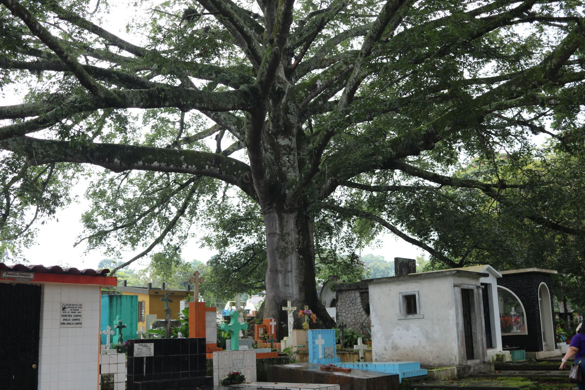 An enormous tree extends over the grave stones and mausoleums at the Cementerio Municipal Santa Tecla. Image by Lauryn Claassen. El Salvador, 2017.