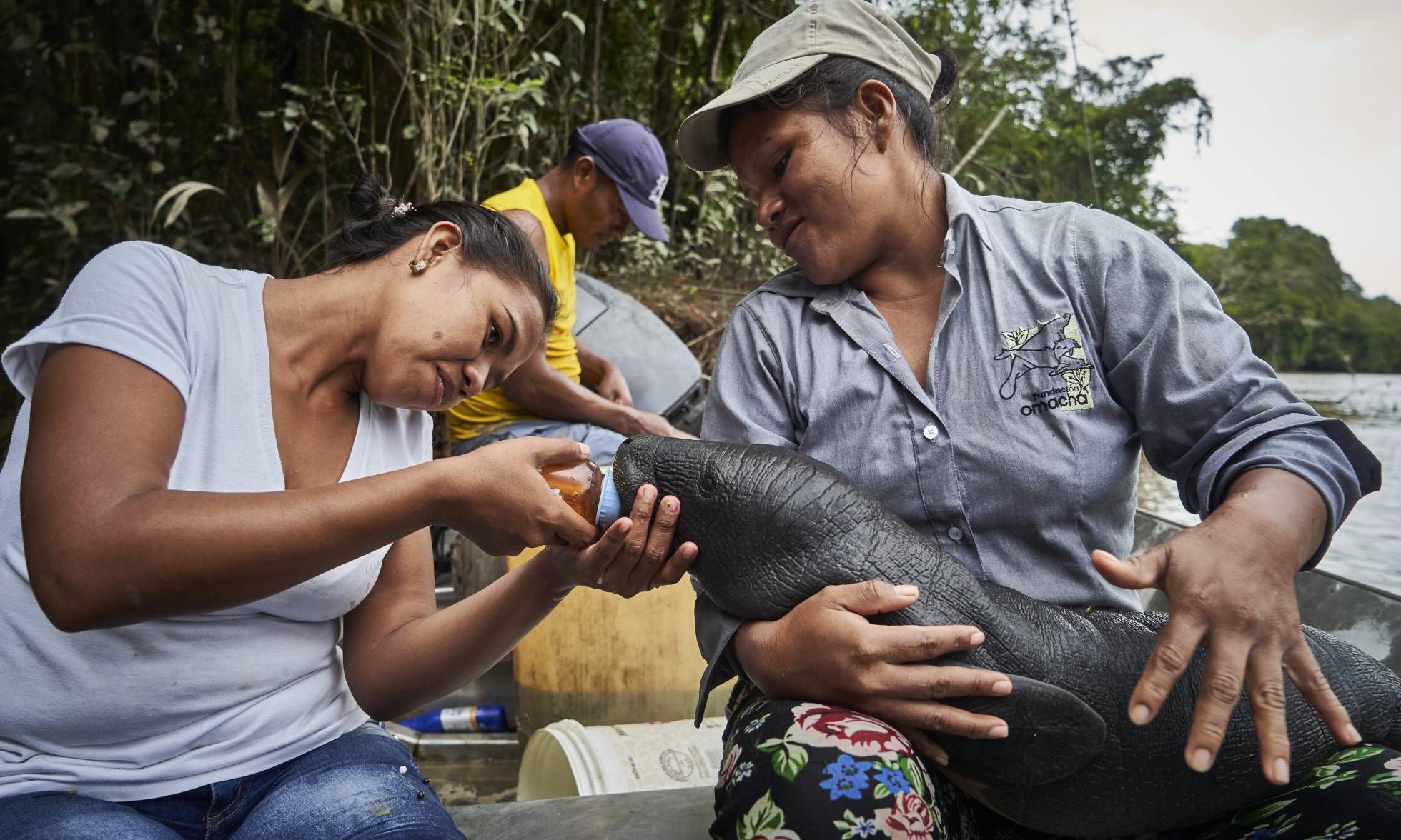 Two women, Lilia and Karina, feed a manatee that they found stranded on the bank of the Amazon River. The woman on the left feeds the manatee by hand while the women on the right holds the manatee in her lap.