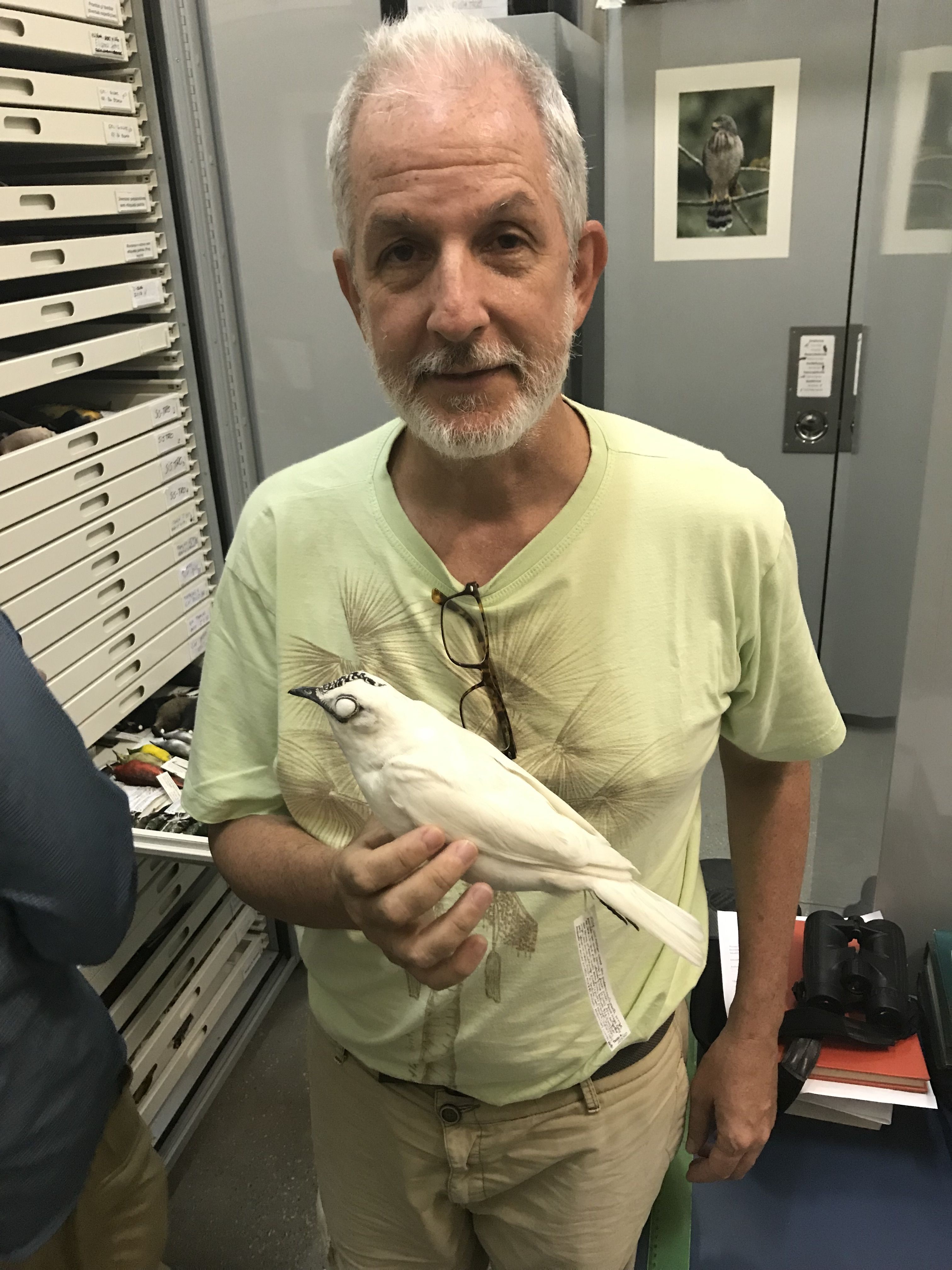 Mario Cohn-Haft, shown her holding the the male white bellbird that he captured, and Jeff Podos have proven that the bell bird's song is louder than a pile driver. Image by Daniel Grossman. Brazil, 2019.