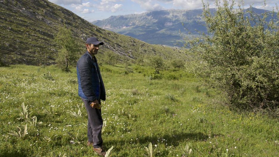 Jetmir Gjini used to grow marijuana — lots of it. Now, he and his family are back to herding sheep. Image by Nate Tabak. Albania.