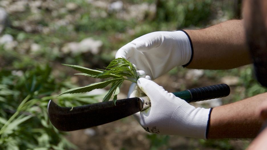An Albanian state police officer holds a piece of freshly cut cannabis near the town of Kruja. Most of the pot produced in Albania is grown outdoors, on public land. Growers take advantage of the country’s Mediterranean climate and mountainous terrain. Image by Nate Tabak. Albania.