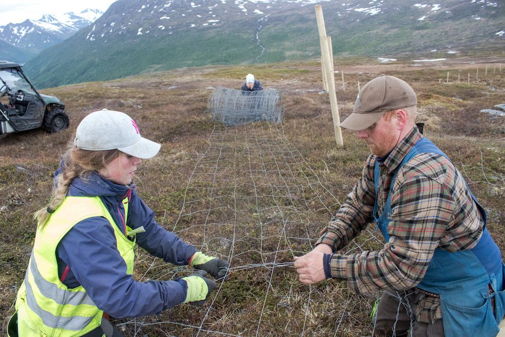 Sara Katrine and Reiulf Aleksandersen work together to make a place where they can gather their reindeer herd. Image by Amy Martin. Norway, 2017.