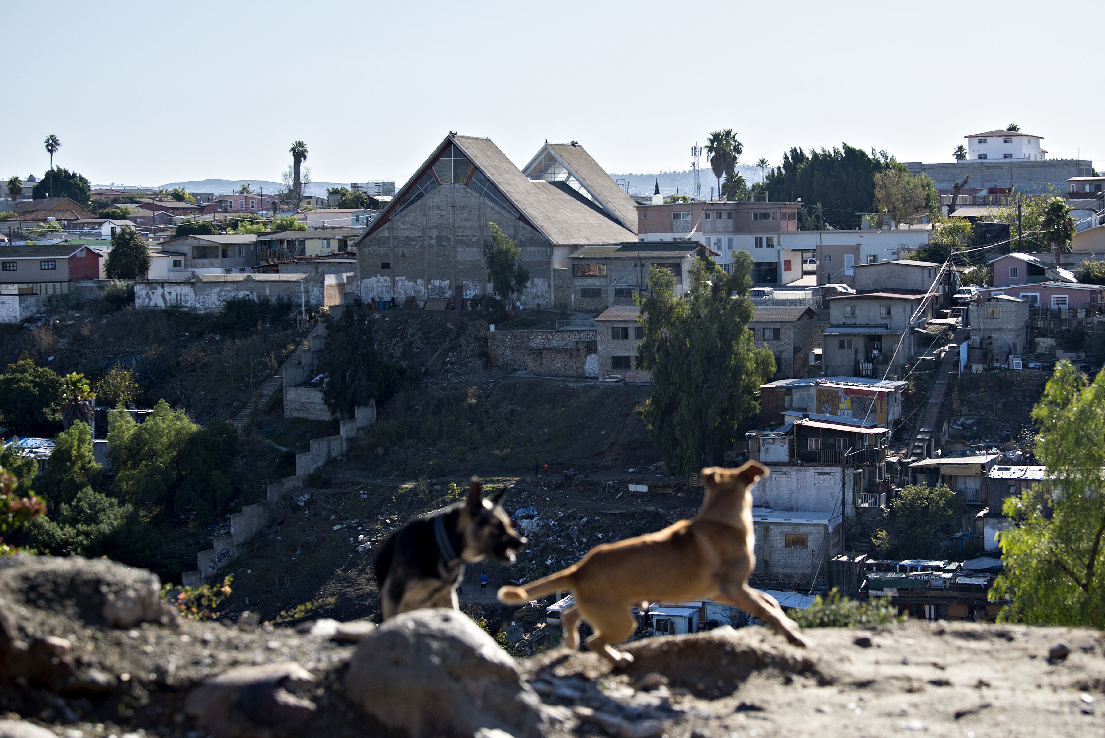 A pair of dogs fight in the Libertad Parte Alta neighborhood near the Tijuana airport Dec. 1. Image by Amanda Cowan. Mexico, 2019.