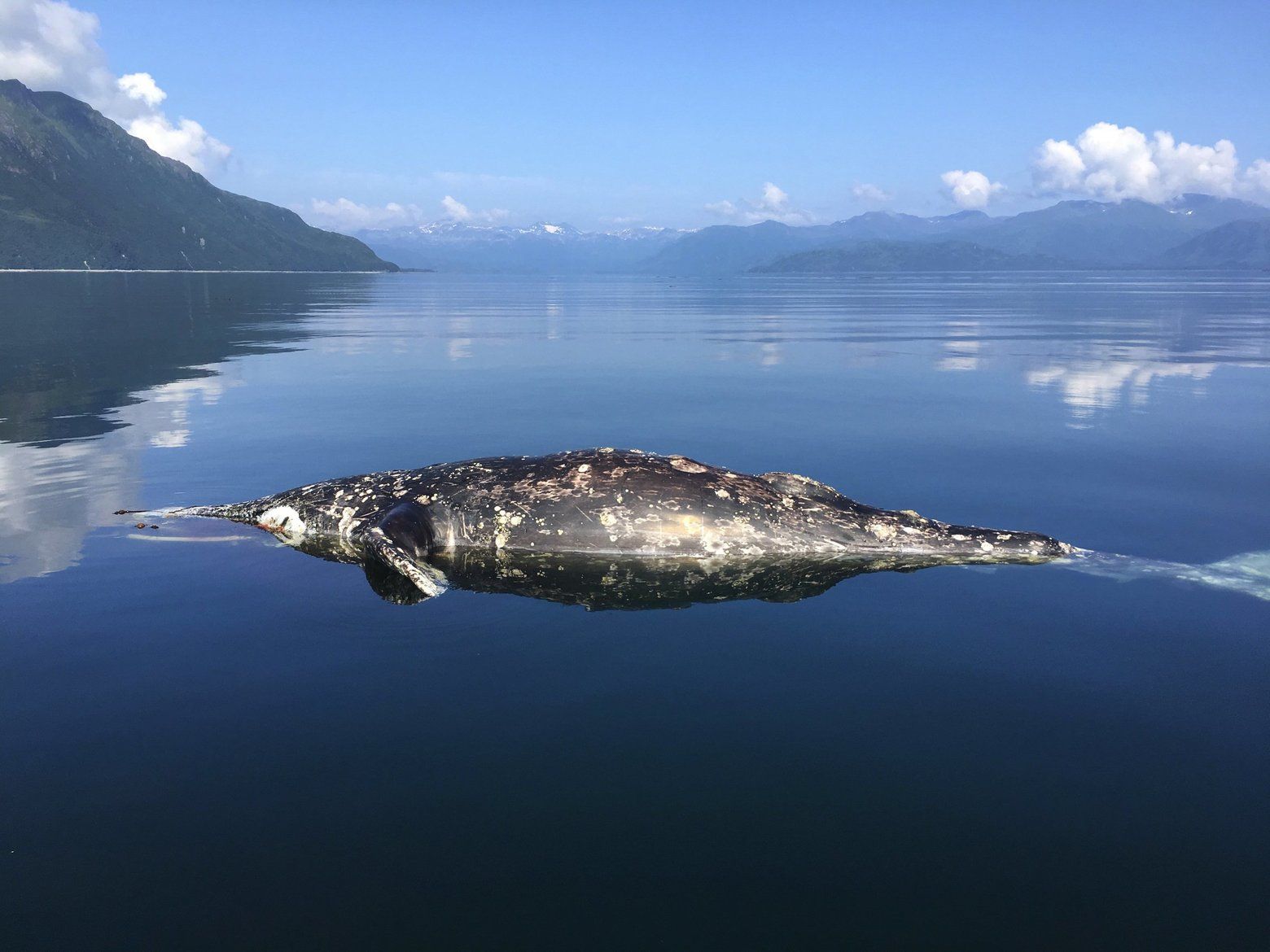 This gray whale died in July in Ugak Bay at Kodiak Island in Southwest Alaska, one of 179 reported deaths during the annual migration from Mexico to summer feeding grounds in the Bering Strait region. Image by Severin Reed. United States, 2019.