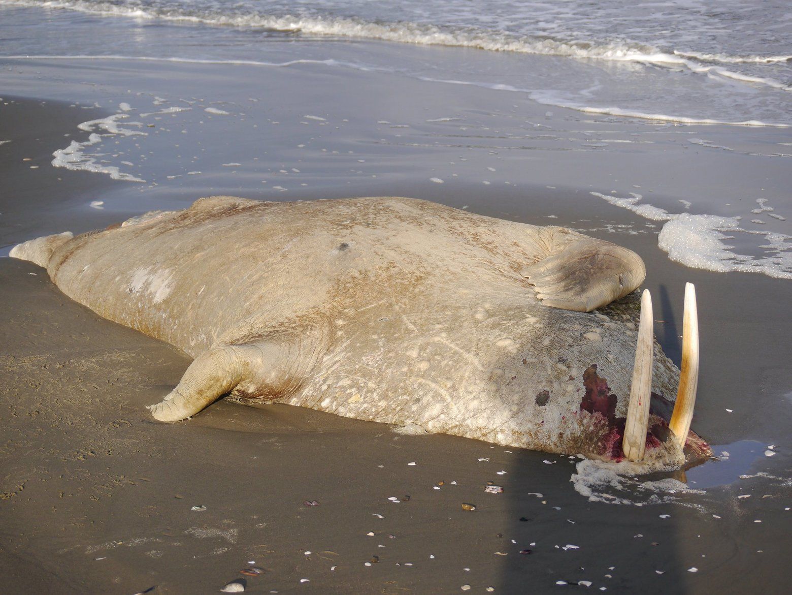This walrus washed ashore on the Seward Peninsula in the summer of 2017. It was one of more than three dozen walrus carcasses found that summer. Some showed evidence of a toxin from an algae that blooms as the water warms. Image courtesy of U.S. Coast Guard. United States, 2019.