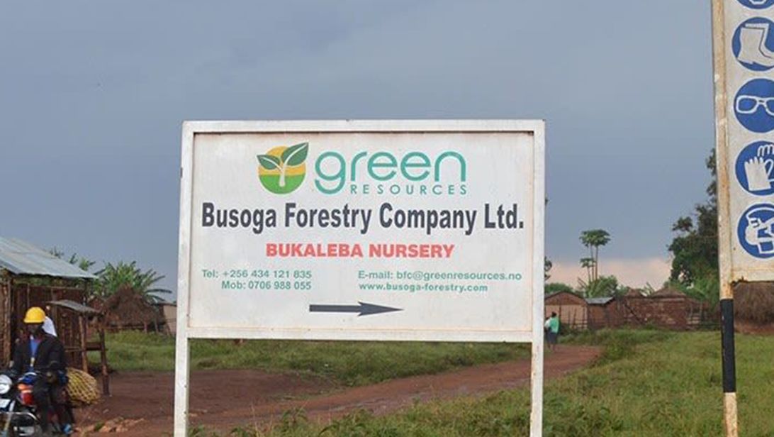 Busoga Forest Company’s tree plantation in Mayuge District is one of 6 large-scale forestry projects in Uganda, with deals taking up a total of 47,339 hectares. Image by Fredrick Mugira and Annika McGinnis. Uganda, undated.