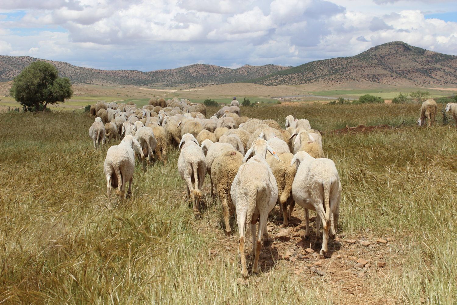 Herders are limiting the size of their flocks as a way to manage increasing costs due to climate change. Image by Yasmin Bendaas. Algeria, 2016.