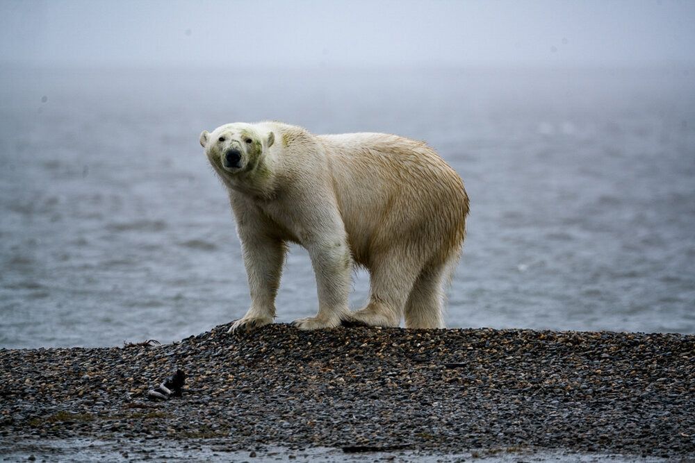 A polar bear near Kaktovik. Image by Nick Mott. United States, 2019.