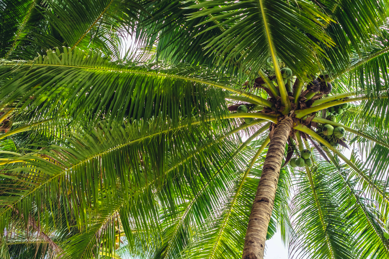 A coconut tree in the Philippines. Image by JimeeClarke/Shutterstock. Philippines, date unknown.