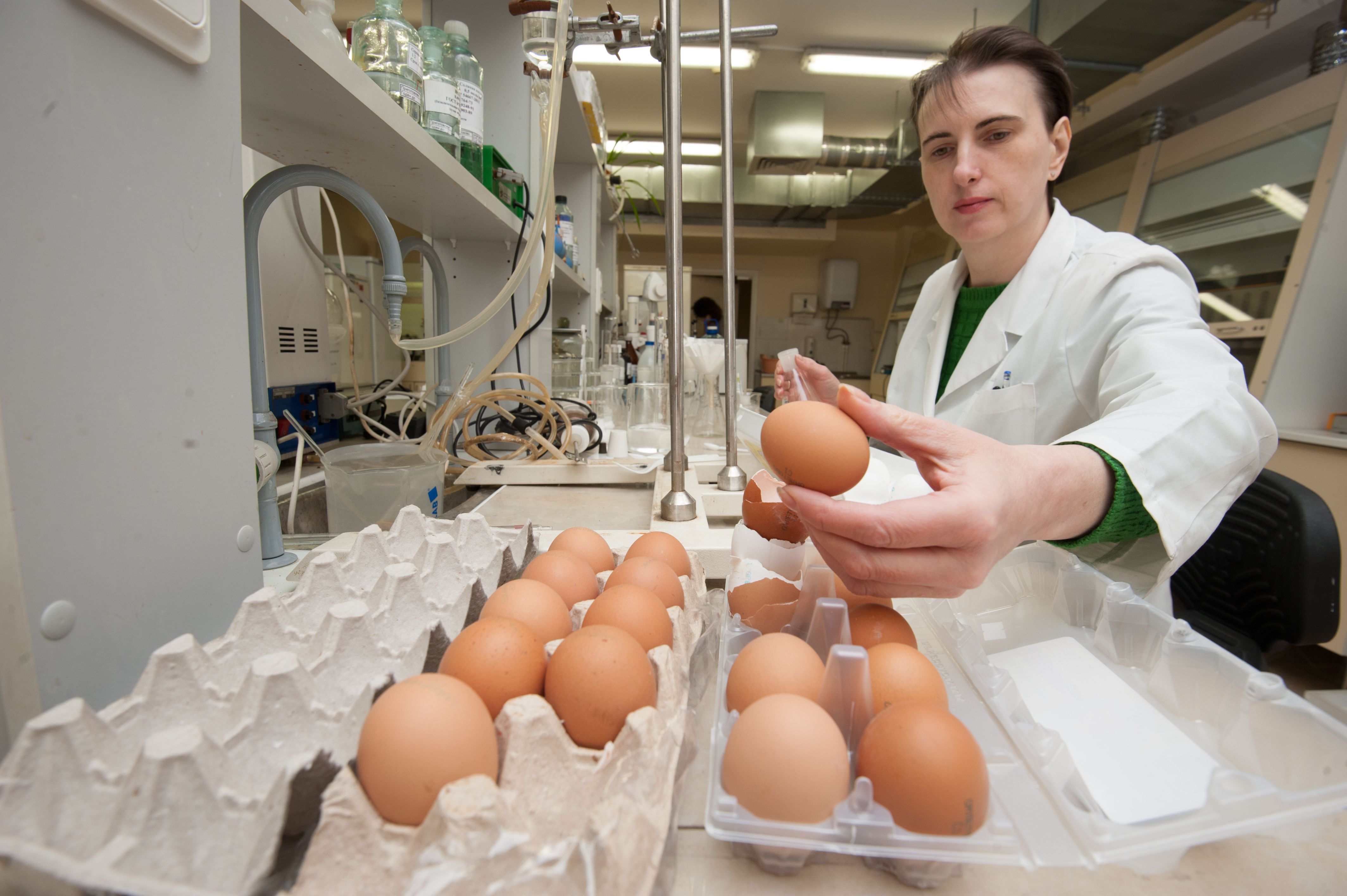 A biologist checks the quality of chicken eggs in a specialized laboratory for compliance with food safety regulations. Image by Akimov Igor / Shutterstock. Russia, 2017.