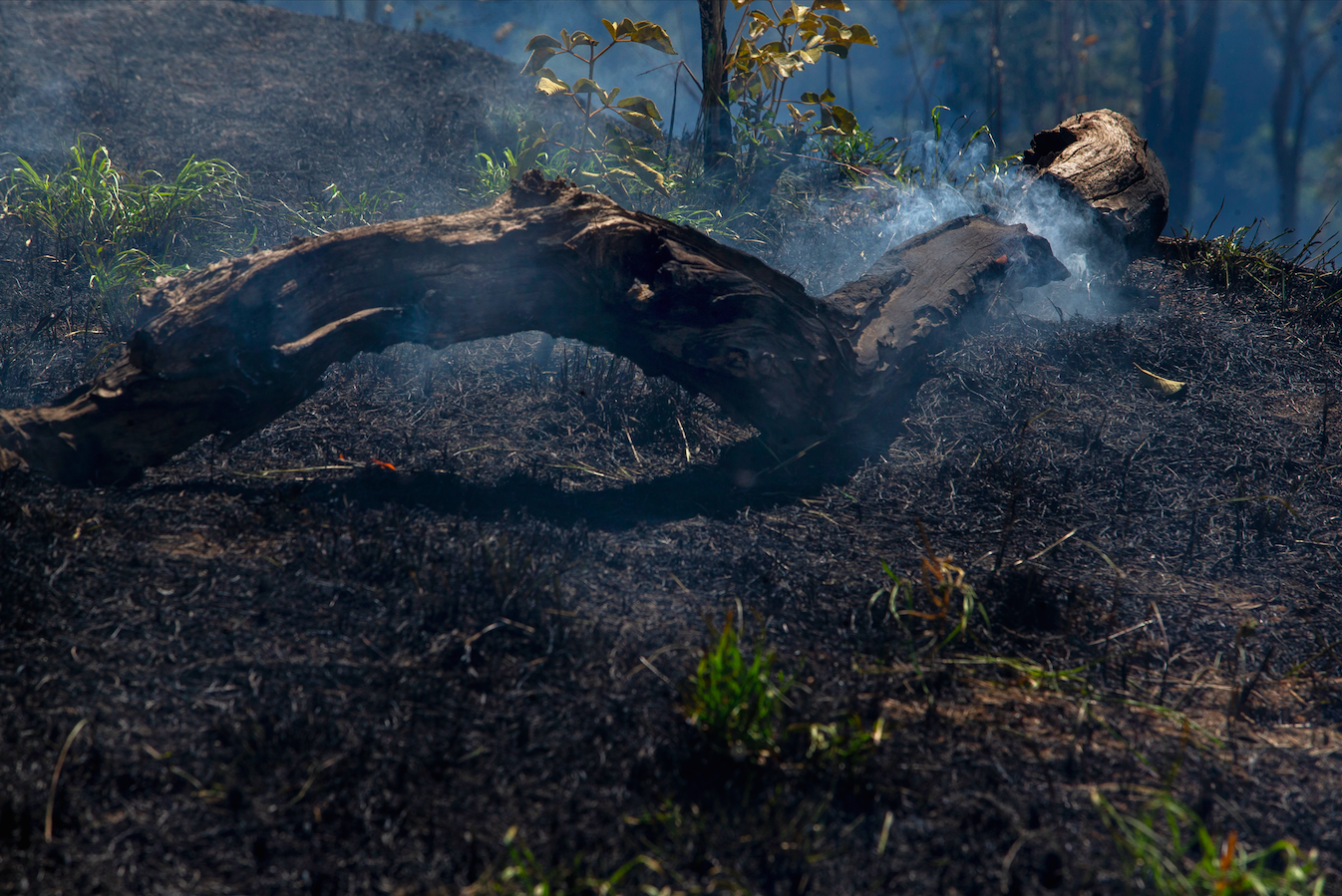 Flames raises from a trunk in a farm at Pocone village, 104 km from Cuiaba in Mato Grosso, due the dry weather season. Image by Antonio Scorza/Shutterstock. Brazil, 2020.